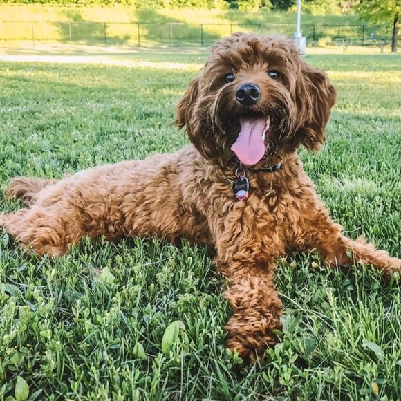 Meet your Posher, Paige - Picture 4 of 4